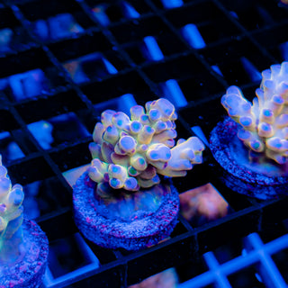 GOLDEN GOOSE GRANULOSA 693