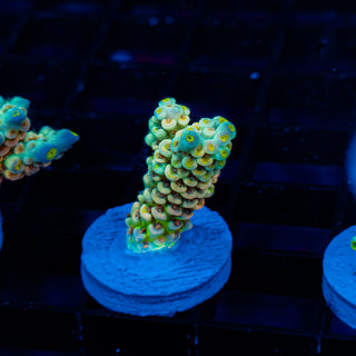 Glowing Passion 1114