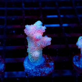 Plasma Blossom Mille 1002