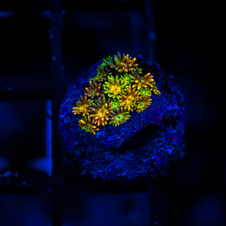 Goni Of The Gods G364