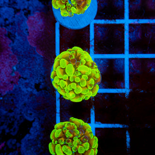 RAINBOW SPLATTER HAMMER 909