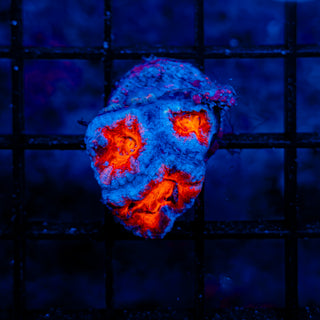 Ultra Acan 806