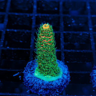 ORANGESICLE MILLE 078