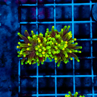 Glowlight Torch 220 (2 Heads)