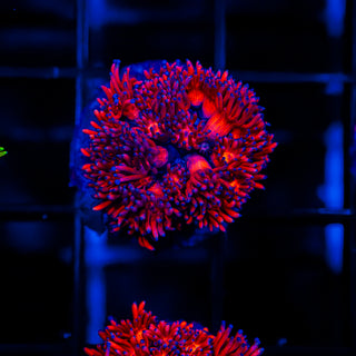 Cherry Blossom Goni G232