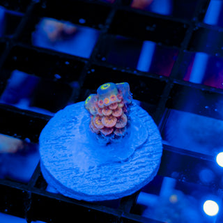 MANDARIN PASSION 743