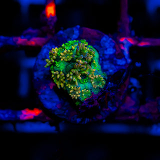 HyperBerry Goni G319