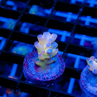 GOLDEN GOOSE GRANULOSA 691