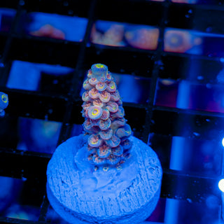 MANDARIN PASSION 744