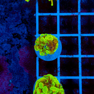 RAINBOW SPLATTER HAMMER 907