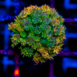 HyperBerry Goni G314