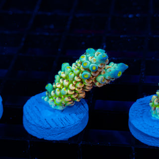 Glowing Passion 1116