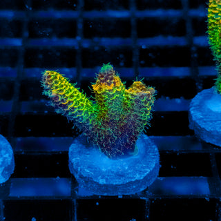 Helios Forge Mille 919