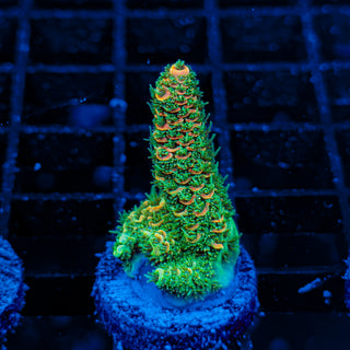 ORANGESICLE MILLE 081