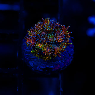 Goni Of The Gods G360