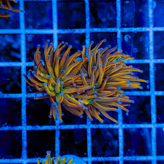 RAPUNZEL TORCH (2 HEADS) 971