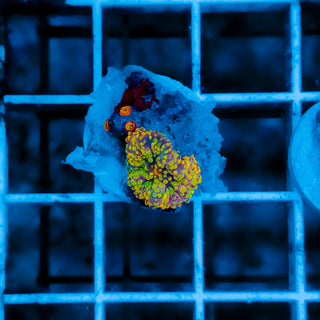 Rainbow Ricordea 105