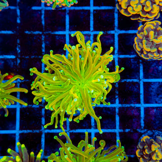 MASTER Holy Grail Torch 701