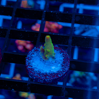 HIGHLIGHTER GRANULOSA 486