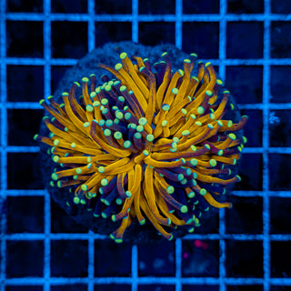 ULTRA TIGER TORCH 910