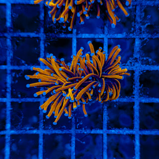 24K GOLD TORCH (SPLITTING) 506