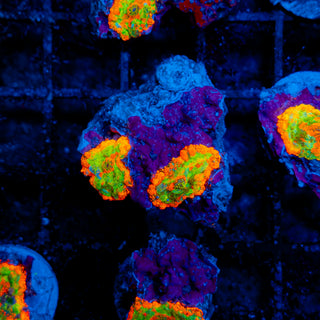 Meltdown Rhodactis 202