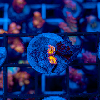 STRATOCASTER ZOA ~ 2P 122