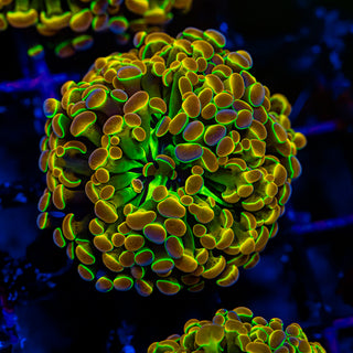 Hologram Hammer - 2 Heads H304