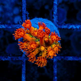 NAPALM GONIOPORA 901