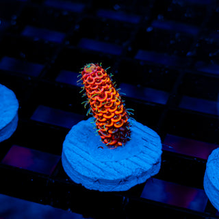 Molten Core Mille 1129