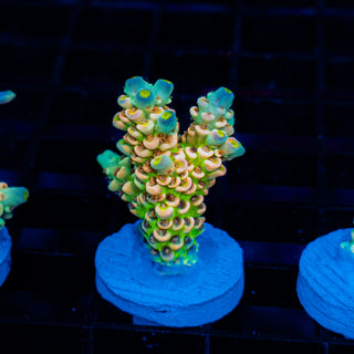 Glowing Passion 1118