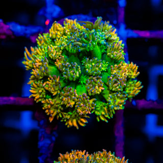 HyperBerry Goni G315