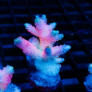 Plasma Blossom Mille 999