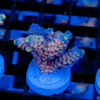 MANDARIN PASSION 745