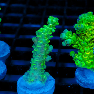 Biohazard Sunburst 728