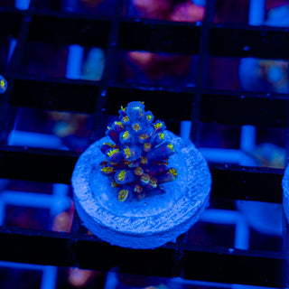 RADIOACTIVE FORMOSA 102 *RARE*