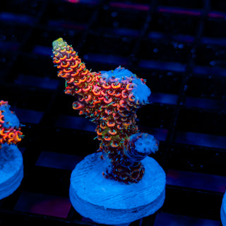 Molten Core Mille 1128