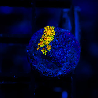 Goni Of The Gods G361