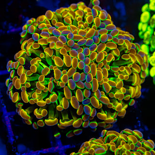 Hologram Hammer - 3 Heads H303