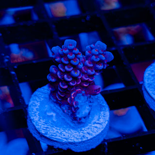 VERY CHERRY BOMB 118