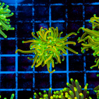 MASTER Holy Grail Torch 702