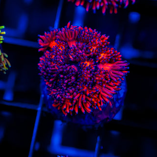 Cherry Blossom Goni G230