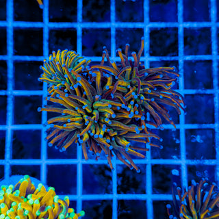 RAPUNZEL TORCH (4 HEADS) 972