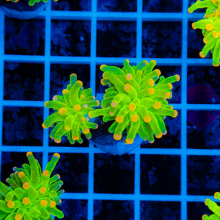 Malaysian Pink Tip Torch 907 (2 Heads)