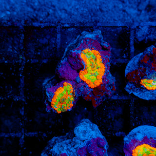 Meltdown Rhodactis 201