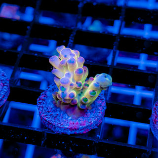 GOLDEN GOOSE GRANULOSA 692