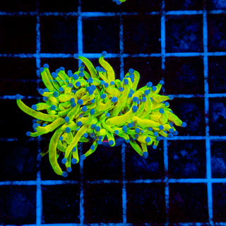 Holy Grail Torch 504 XL Head