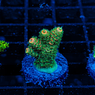 ORANGESICLE MILLE 080