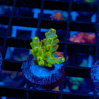 HIGHLIGHTER GRANULOSA 487