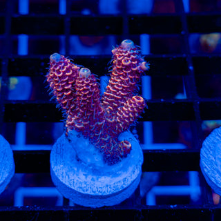 DUSK RUNNER MILLE 337